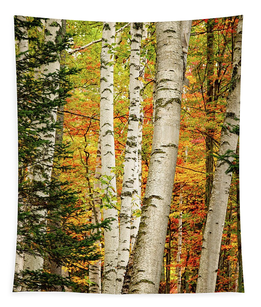 Autumn Tapestry featuring the photograph Autumn Birch by Jeff Sinon