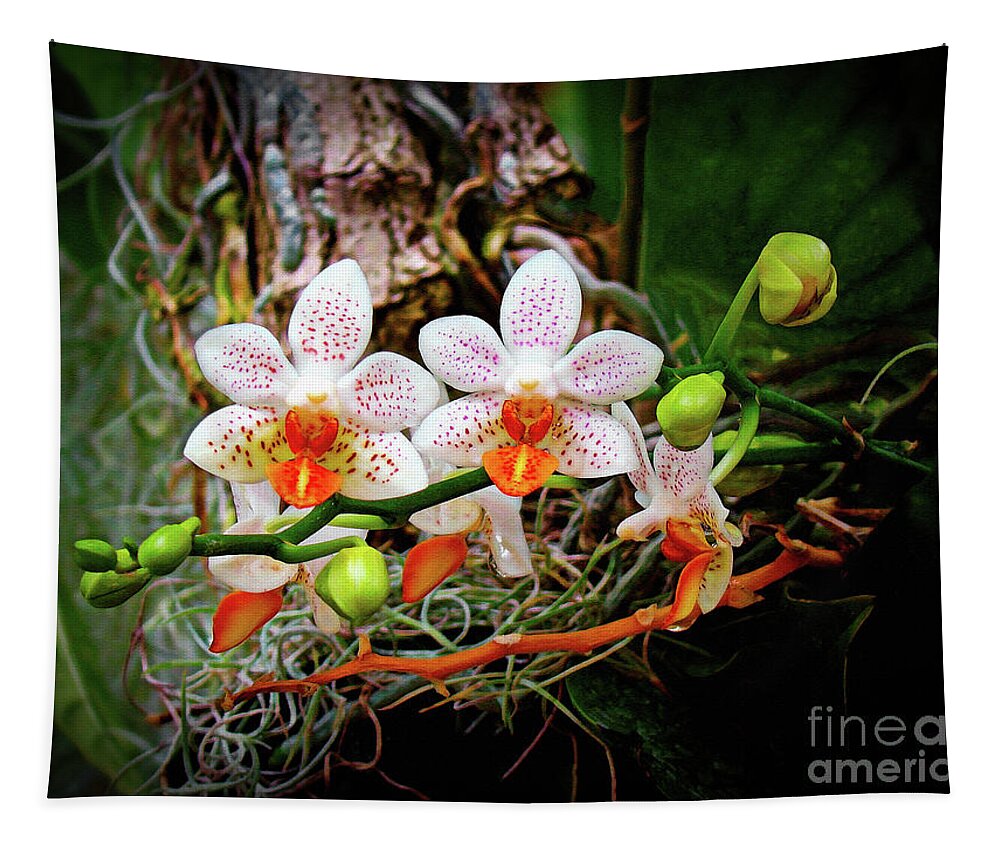 Orchid Tapestry featuring the photograph Autumn Colored Orchids by Sue Melvin
