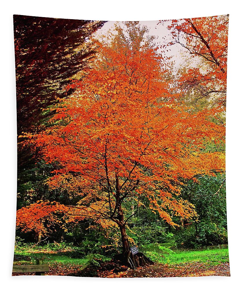 Tree Tapestry featuring the photograph Autumnal Tree by Jeff Townsend
