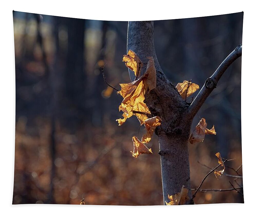 Tree Tapestry featuring the photograph Axis by Terri Hart-Ellis