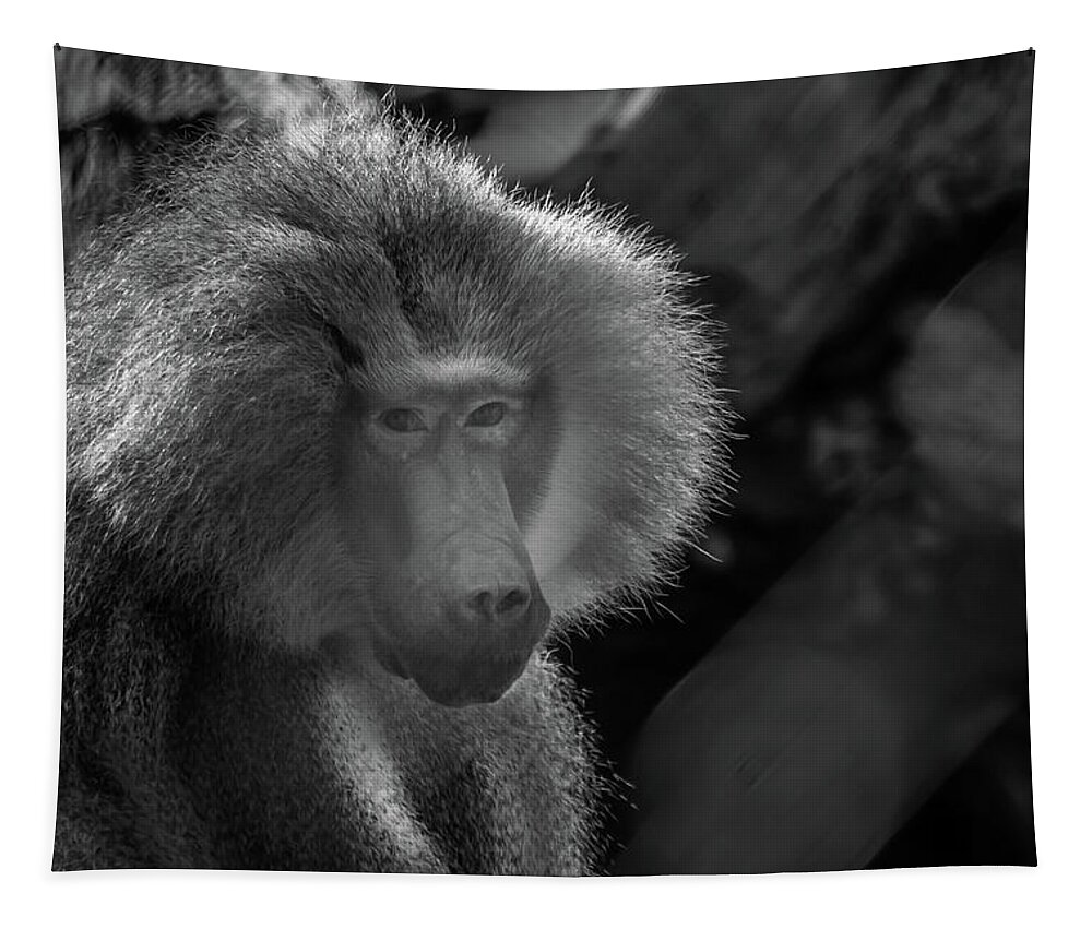 Adult Tapestry featuring the photograph Baboon black and white by Diego Garcia