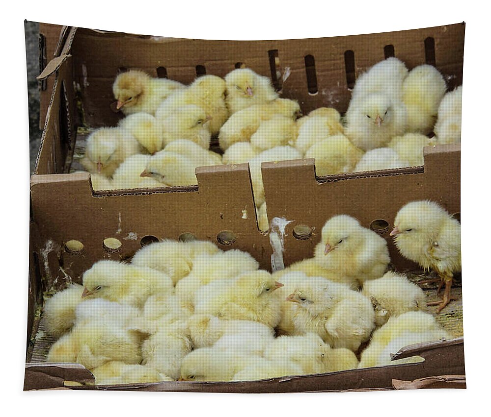 Baby Tapestry featuring the photograph Baby chicks by Steve Estvanik