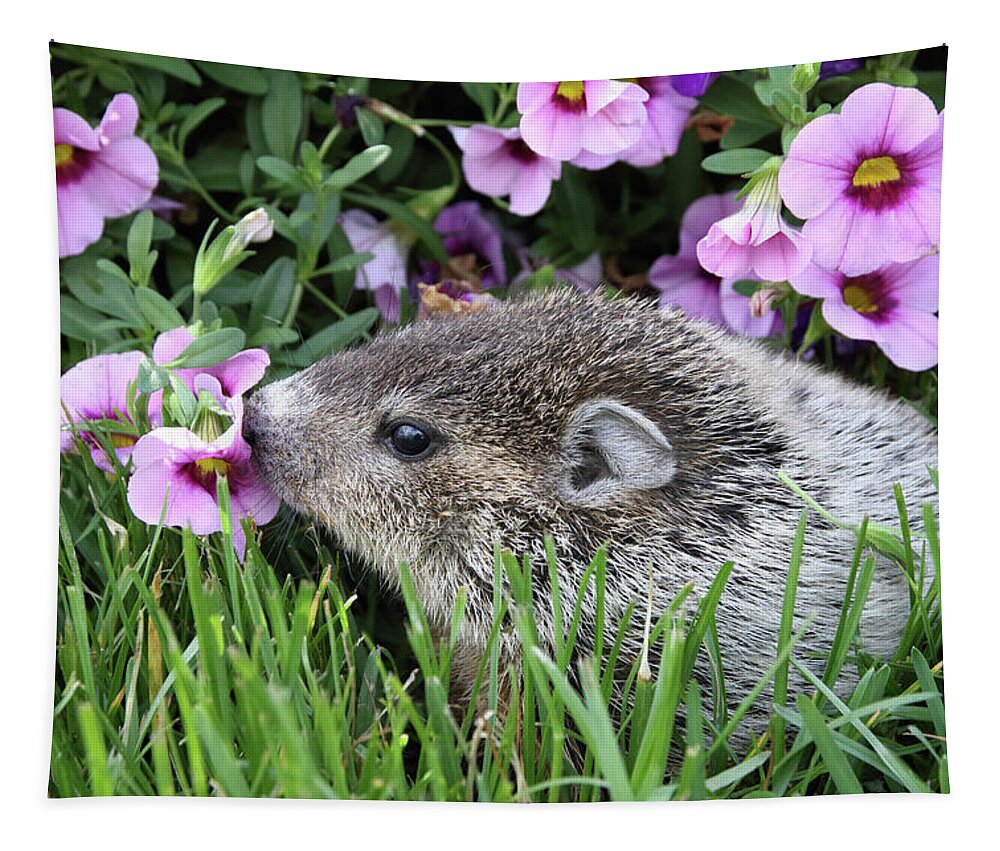 Animal Tapestry featuring the photograph Baby Groundhog by David Kenny