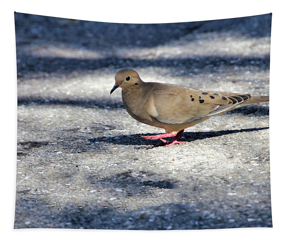Mourning Dove Tapestry featuring the photograph Baby Mourning Dove by Rosalie Scanlon