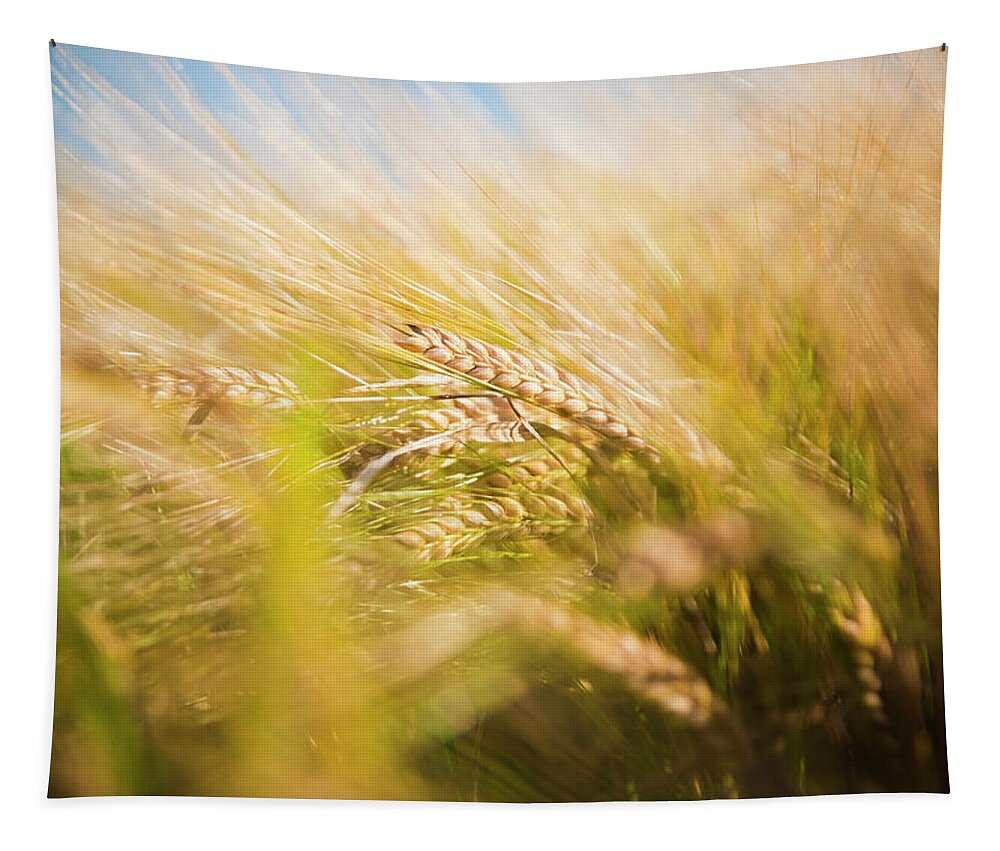 Agricultural Tapestry featuring the photograph Background of ears of wheat in a sunny field. by Joaquin Corbalan