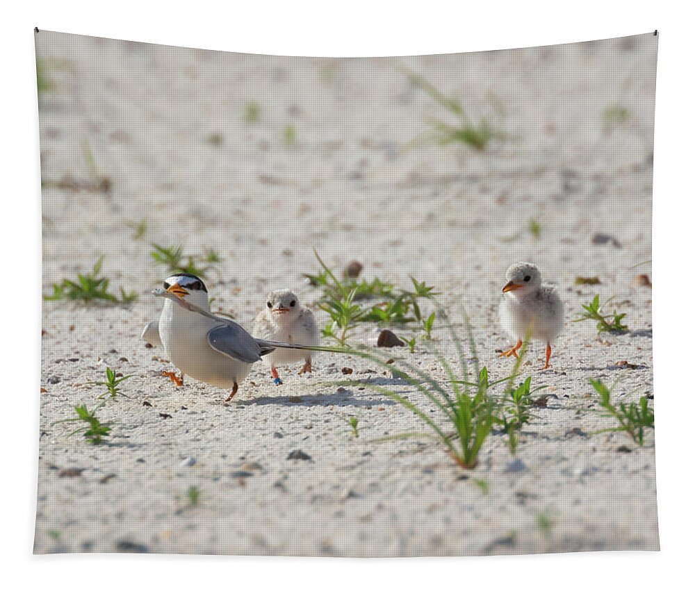 Bird Tapestry featuring the photograph Bad Dad by Susan Rissi Tregoning