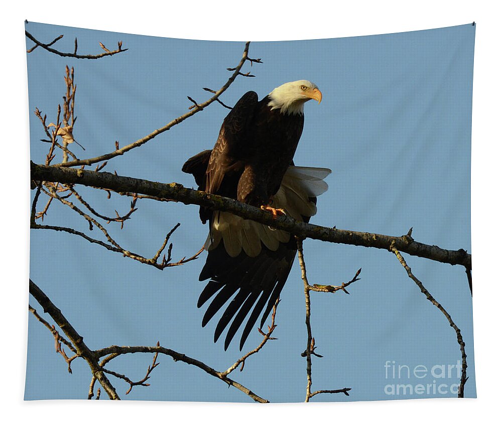 Bald Eagle Tapestry featuring the photograph Bald Eagle Stretching by Bob Christopher
