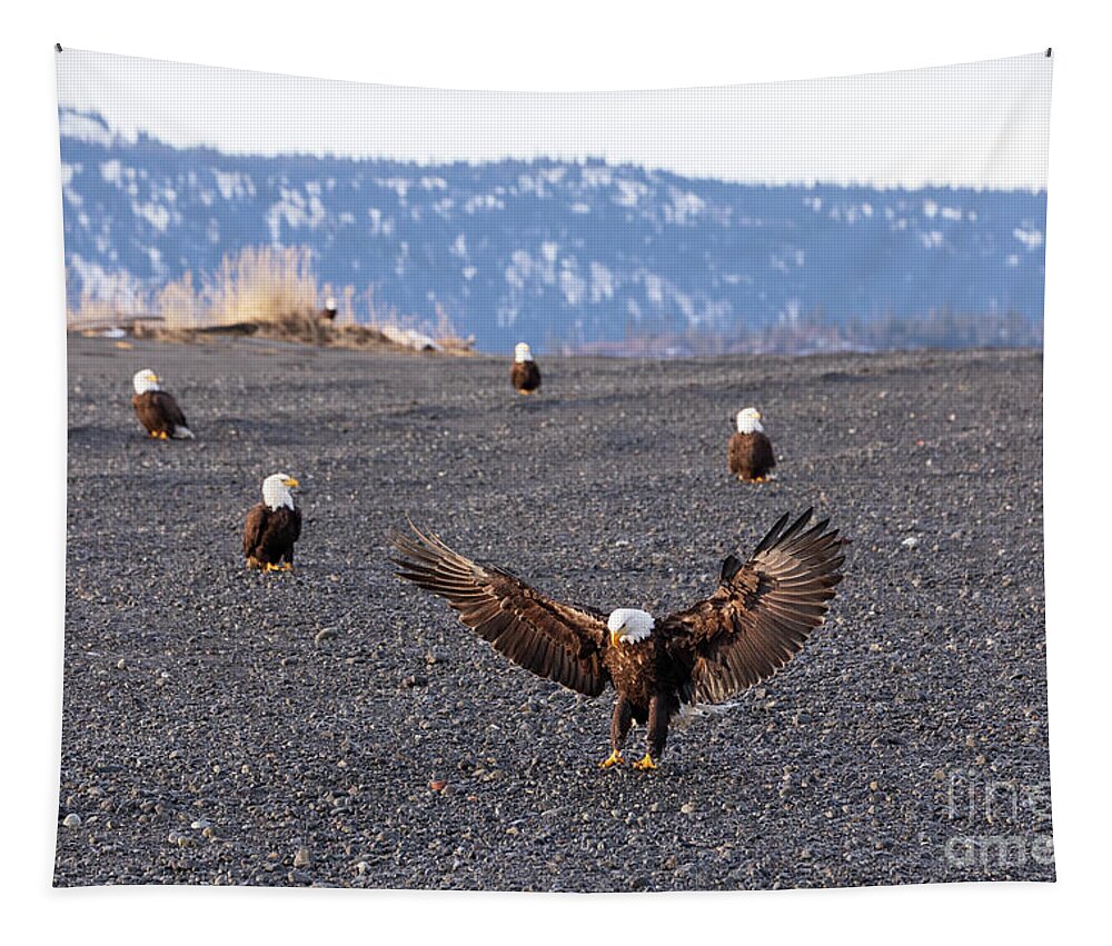 Bald Eagle Tapestry featuring the photograph Bald Eagles on the beach by Louise Heusinkveld