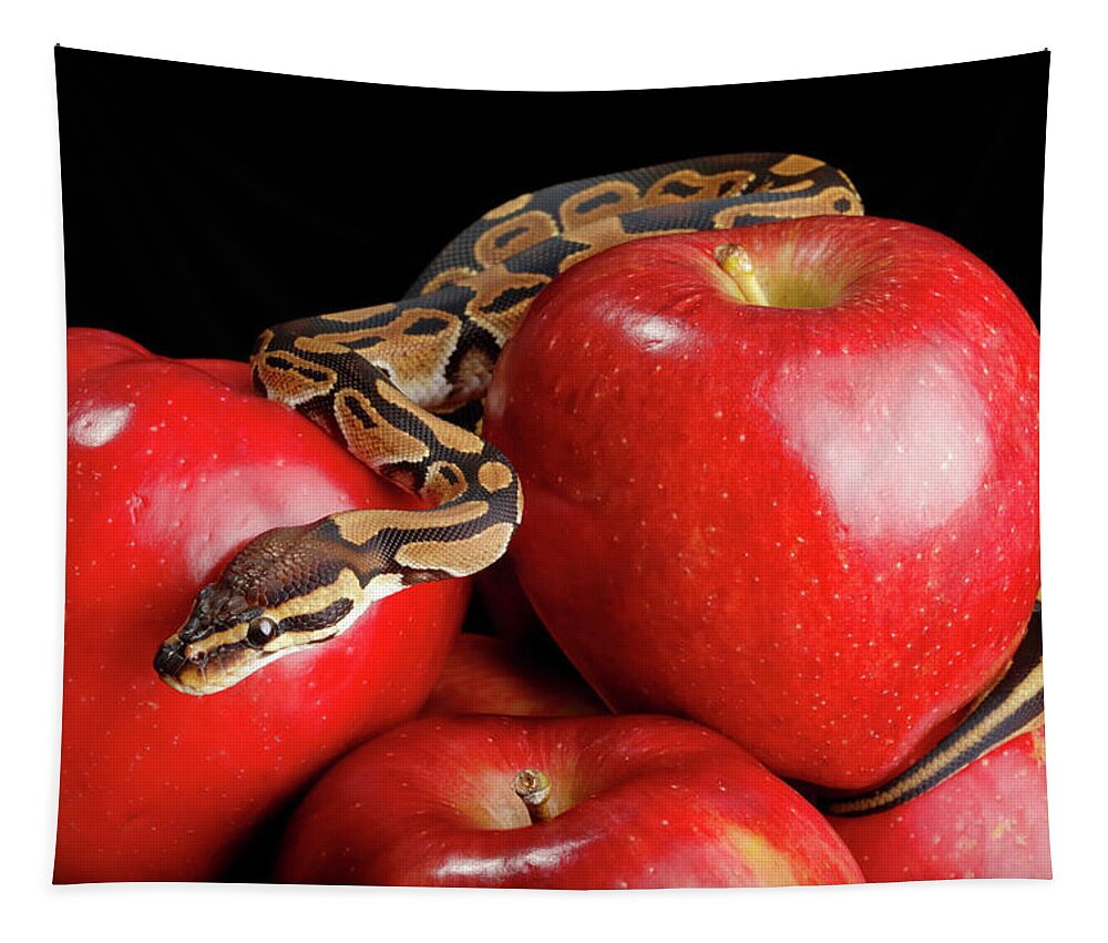 Animals Tapestry featuring the photograph Ball Python On Red Apples by David Kenny
