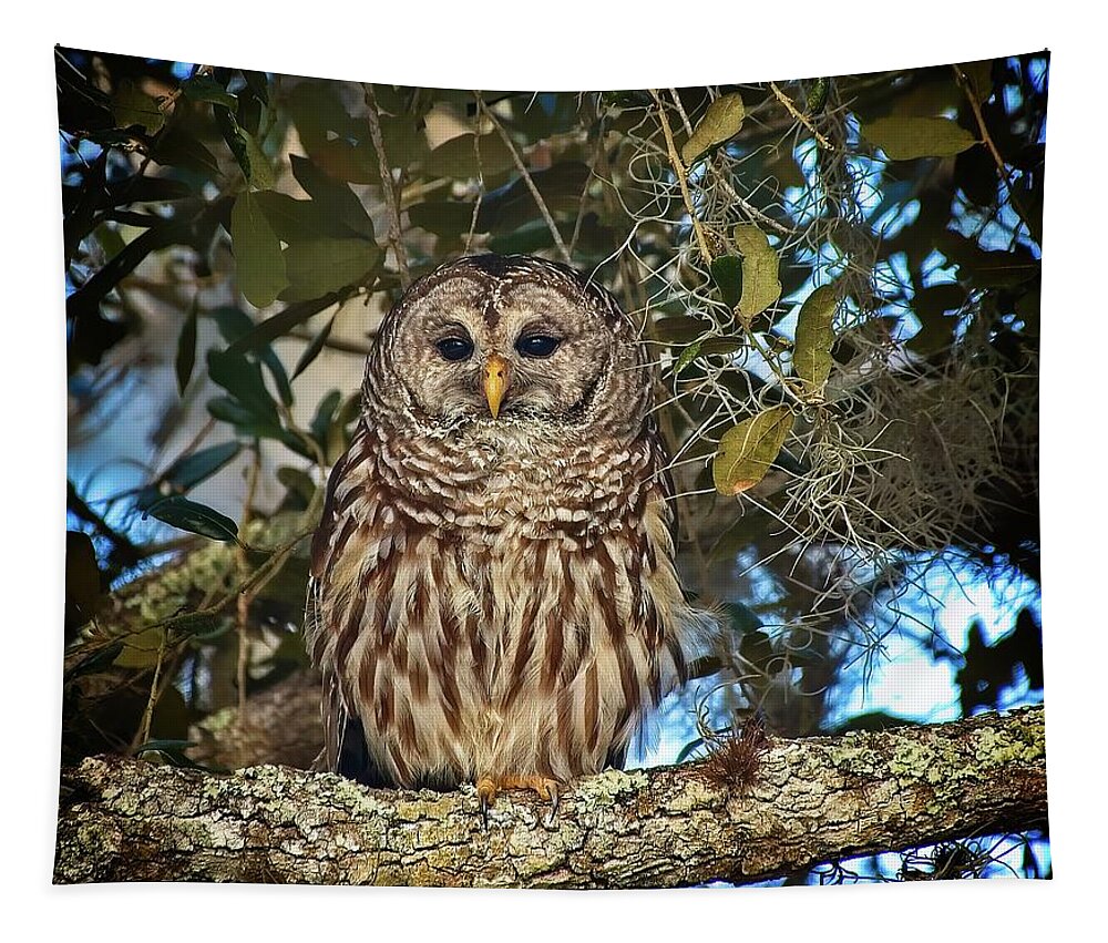 Bird Tapestry featuring the photograph Barred Owl 1 by Steve DaPonte