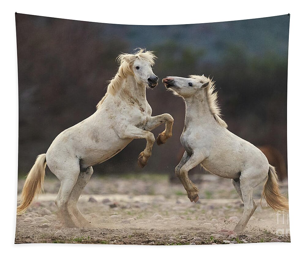 Battle Tapestry featuring the photograph Battling Stallions by Shannon Hastings