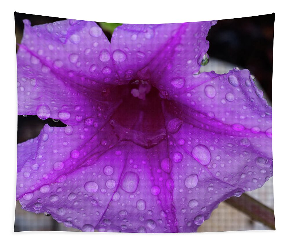 Flower Tapestry featuring the photograph Beach Moonflower 2 by Eric Hafner