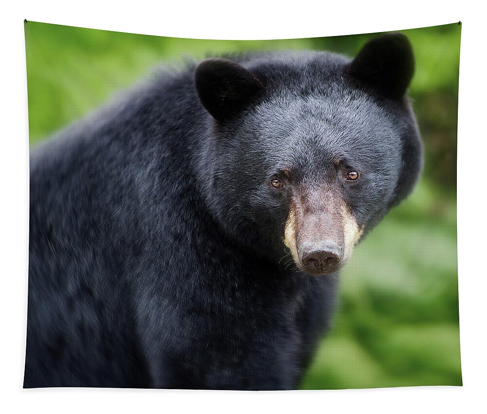 Black Bear Tapestry featuring the photograph Bear Stare by Jerry LoFaro