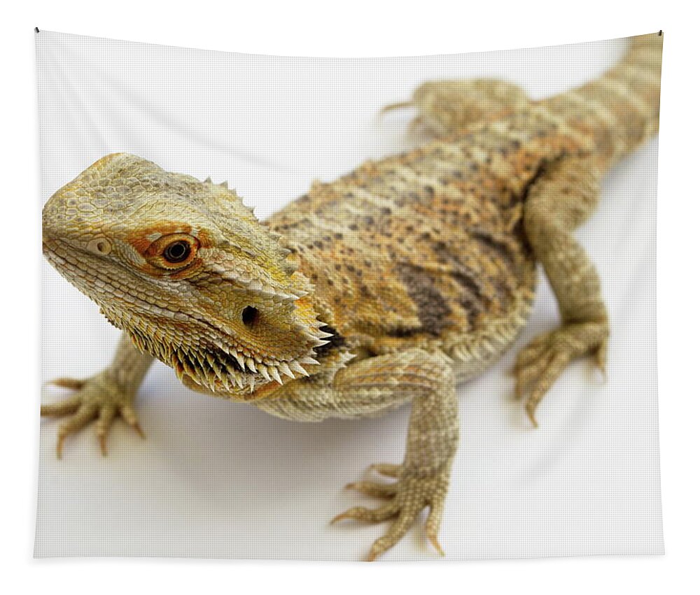 Dragon Tapestry featuring the photograph Bearded Dragon Lizard by Nathan Abbott