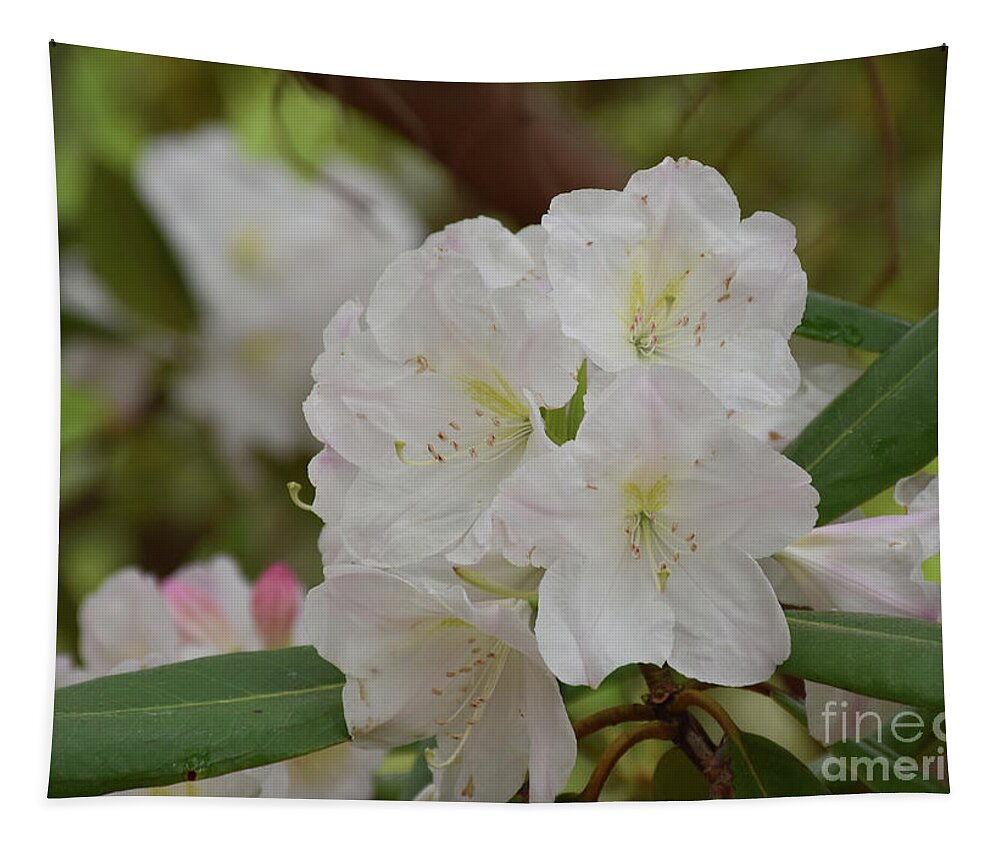 Rhododendron Tapestry featuring the photograph Beautiful Blooming White and Light Pink Rhododendron Bush by DejaVu Designs