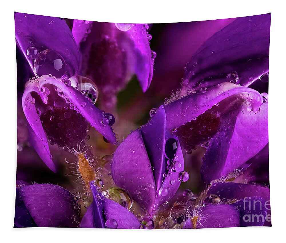 Flower Tapestry featuring the photograph Beautiful Purple Lupin flower close up with waterdrops by Simon Bratt