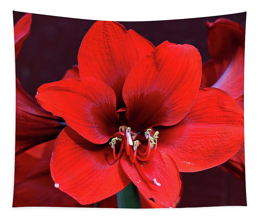 Flowers Tapestry featuring the photograph Beautiful Red Amaryllis by Trina Ansel