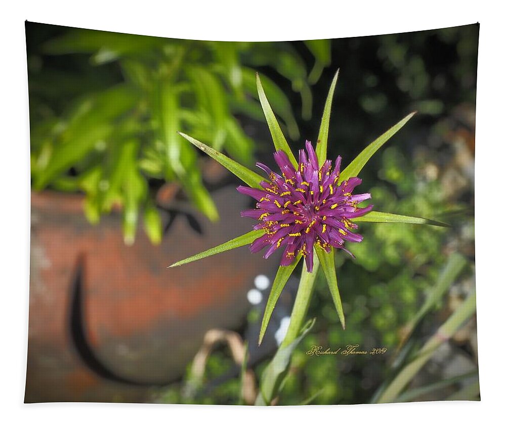 Botanical Tapestry featuring the photograph Beautiful Salsify Bloom by Richard Thomas