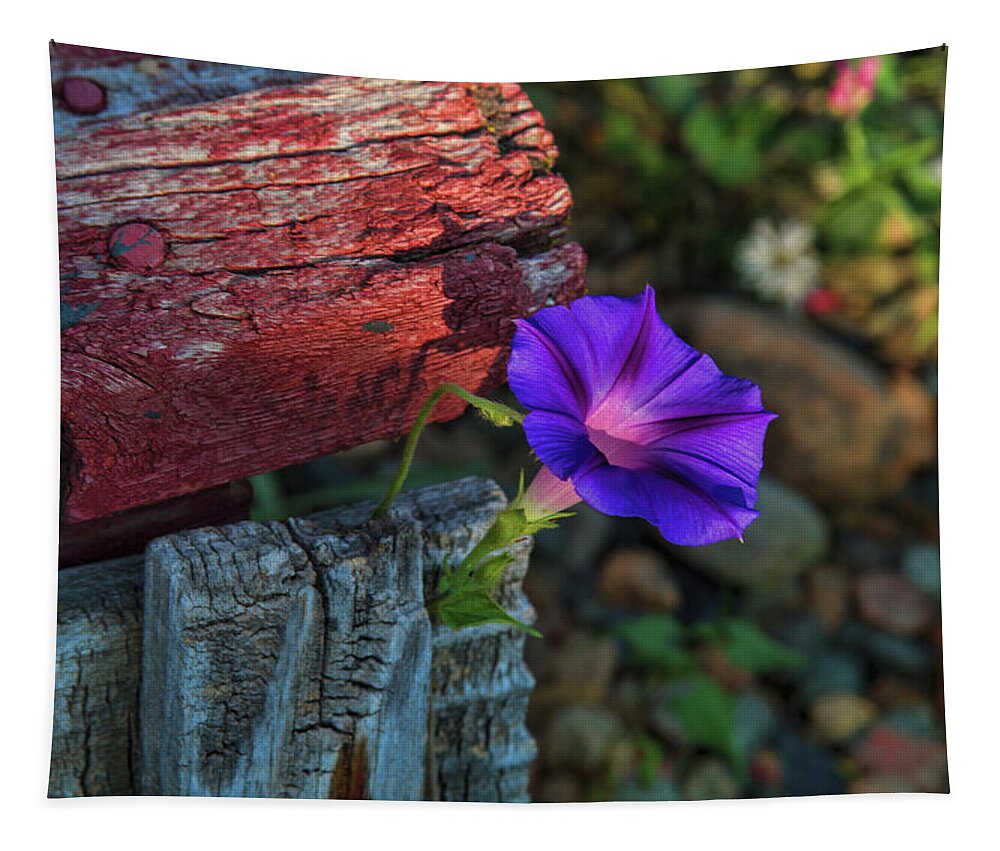 Morning Glory Tapestry featuring the photograph Beautify by Alana Thrower