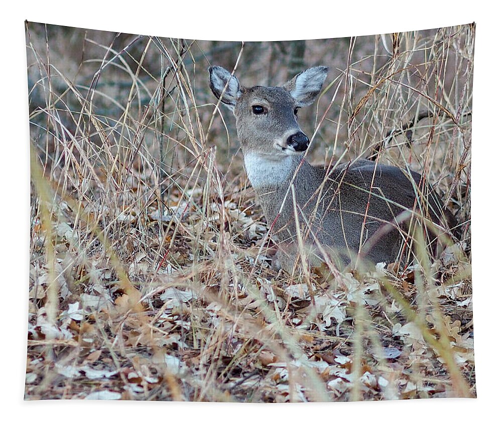 Tapestry featuring the photograph Bedded Doe by Buck Buchanan