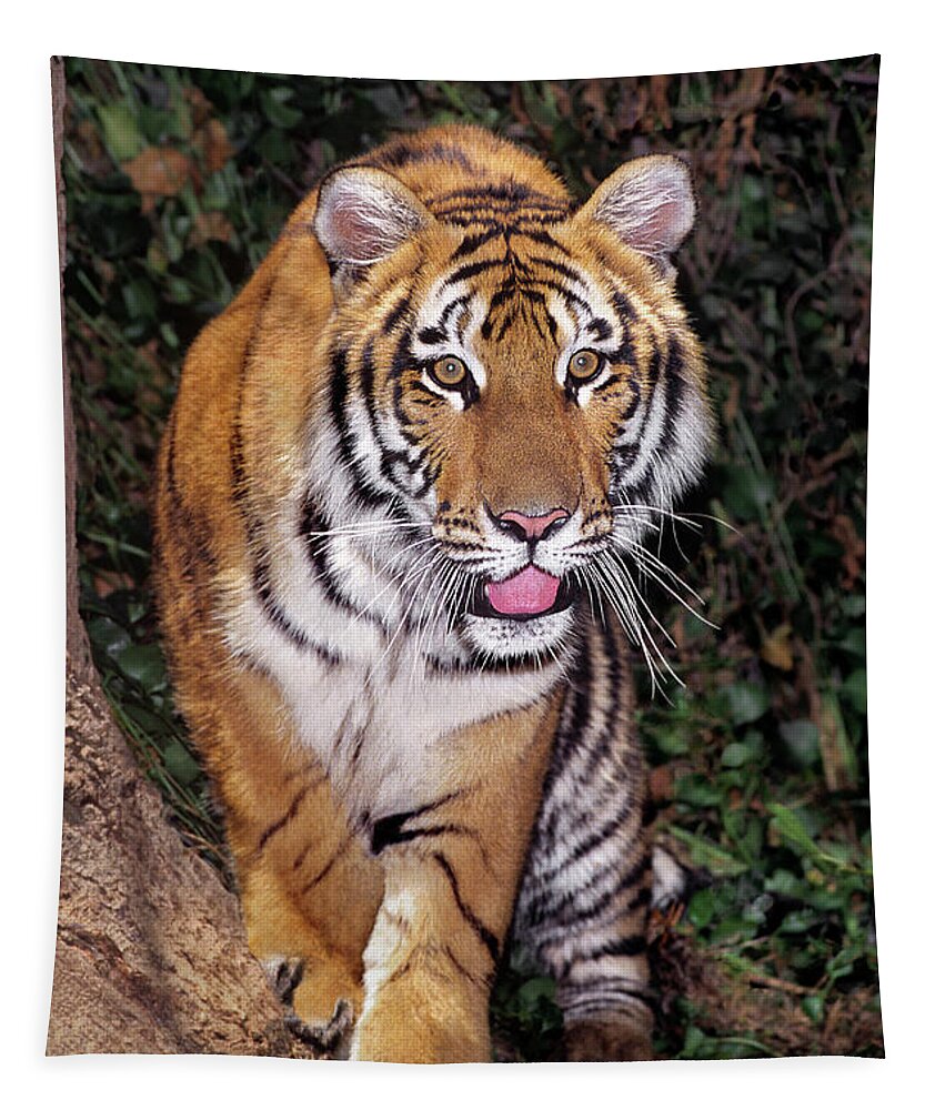Bengal Tiger Tapestry featuring the photograph Bengal Tiger by Tree Endangered Species Wildlife Rescue by Dave Welling