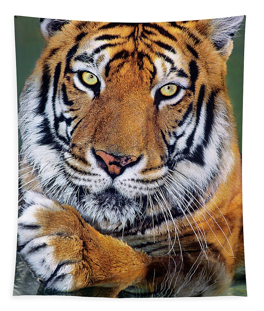 Bengal Tiger Tapestry featuring the photograph Bengal Tiger Portrait Endangered Species Wildlife Rescue by Dave Welling