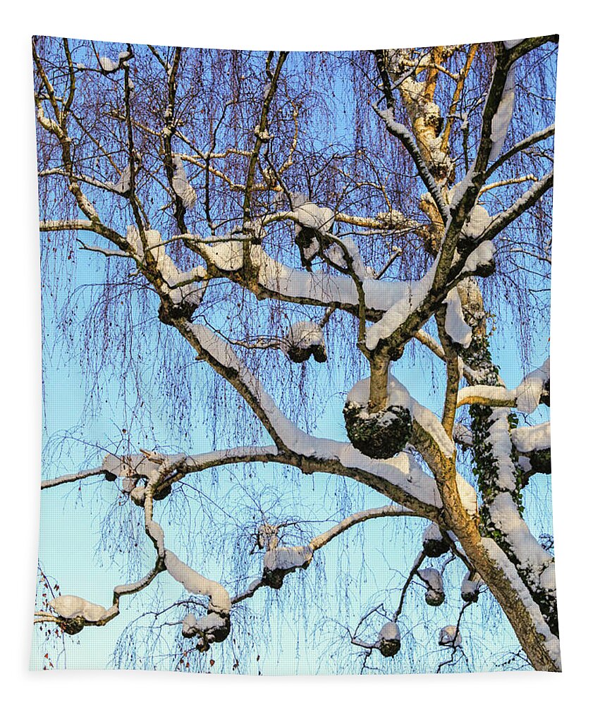 Birch Tapestry featuring the photograph Birch tree in snow by Patricia Hofmeester