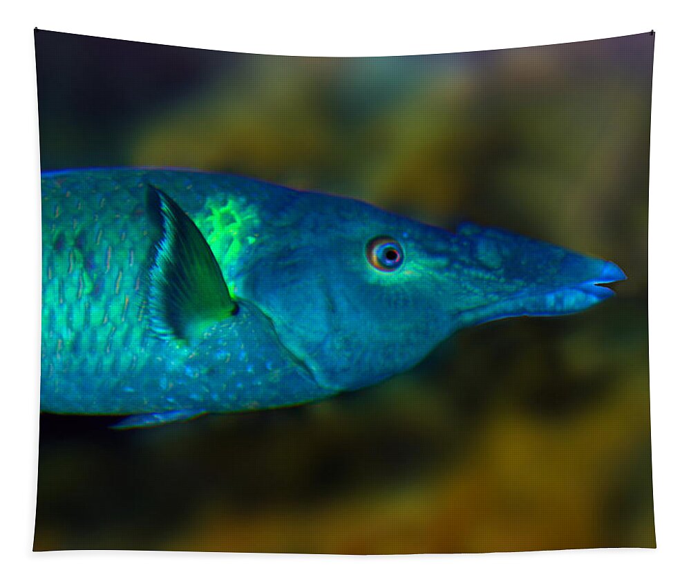 Bird Wrasse Tapestry featuring the photograph Bird Wrasse by Anthony Jones
