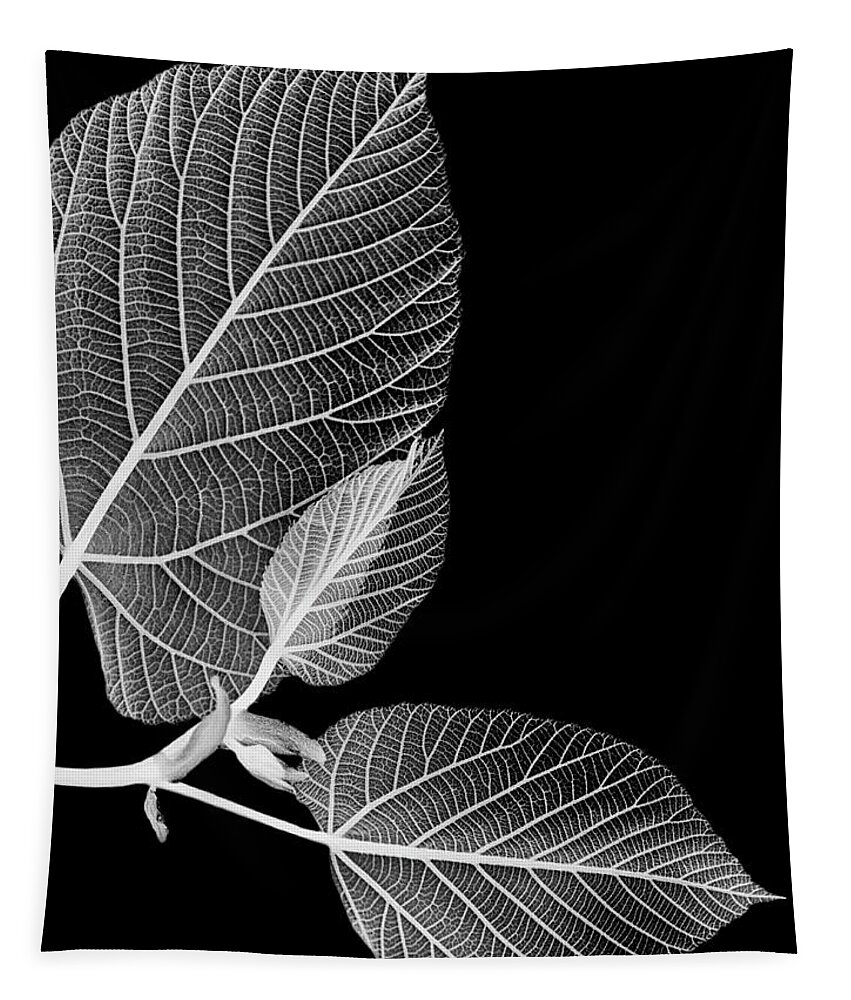 Black And White Tapestry featuring the photograph Black And White X Ray Leaves by Christina Rollo