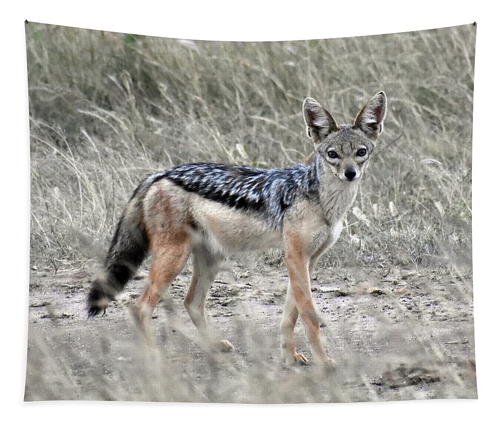 Black Backed Jacal Tapestry featuring the photograph Black-backed Jackal by Marta Pawlowski