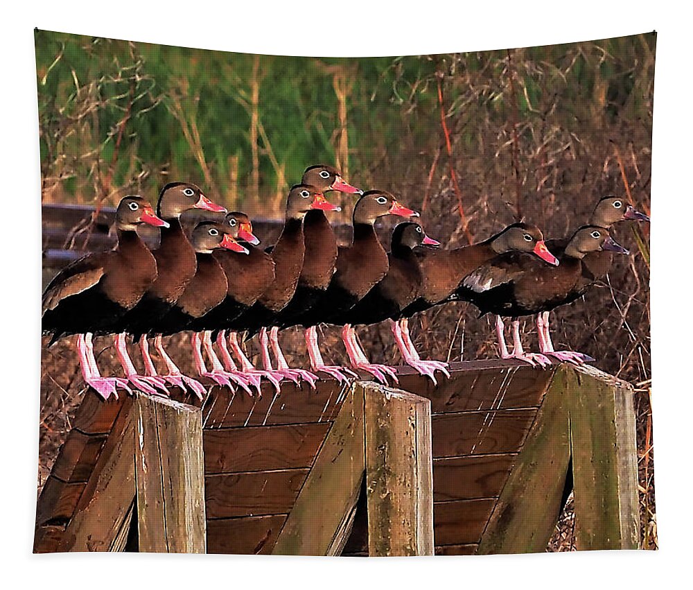 Ducks Tapestry featuring the photograph Black Bellied Whistling Ducks by Jerry Connally