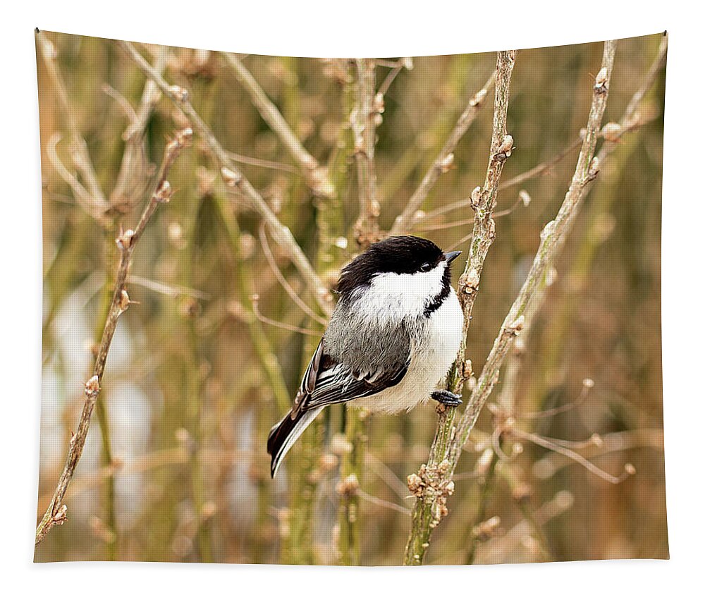 Black Capped Chickadee Tapestry featuring the photograph Black Capped Chickadee Print by Gwen Gibson