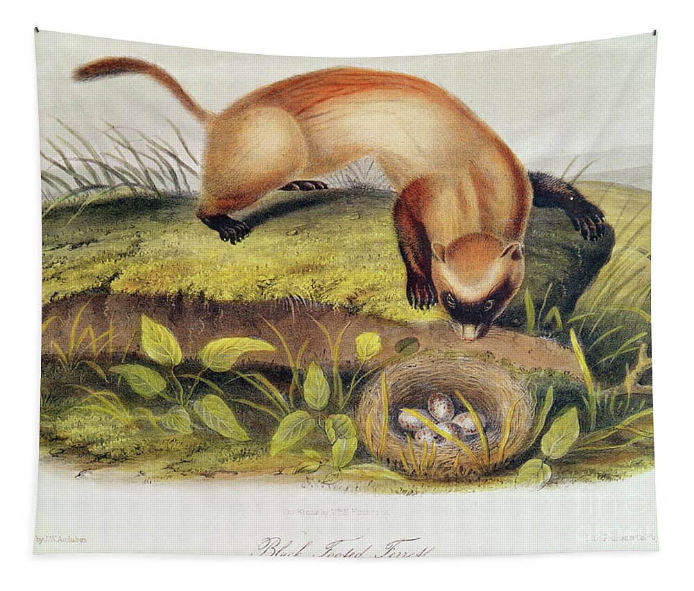 Audubon John James (1785-1851) Tapestry featuring the photograph Black-footed Ferret From Quadrupeds Of North America by John James Audubon