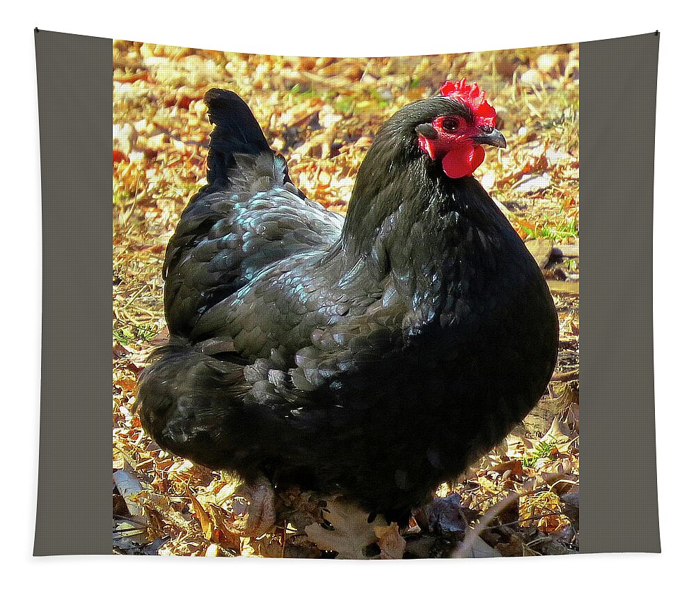 Black Chickens Tapestry featuring the photograph Black Jersey Giant by Linda Stern