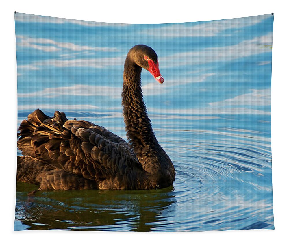 Black Swan Tapestry featuring the photograph Black Swan Making Ripples by Zayne Diamond