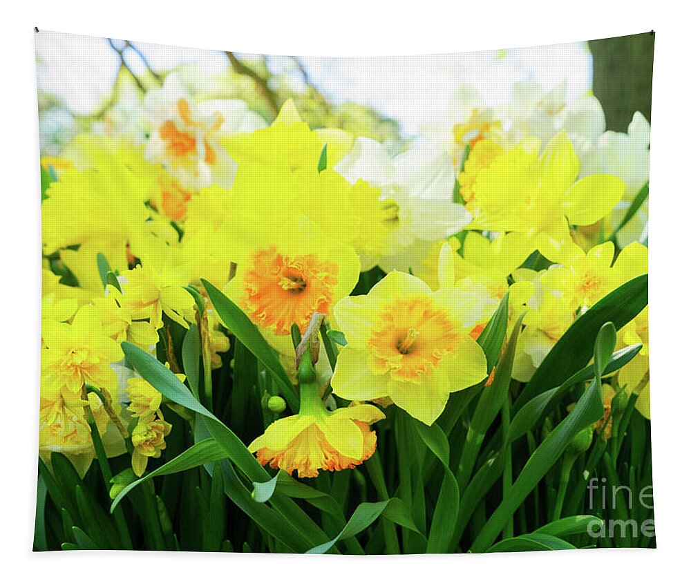 Narcissus Tapestry featuring the photograph Blooming Yelow Daffodils by Anastasy Yarmolovich