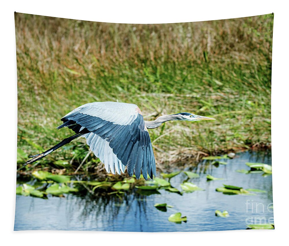 Blue Tapestry featuring the photograph Blue Heron Flight by Ed Taylor