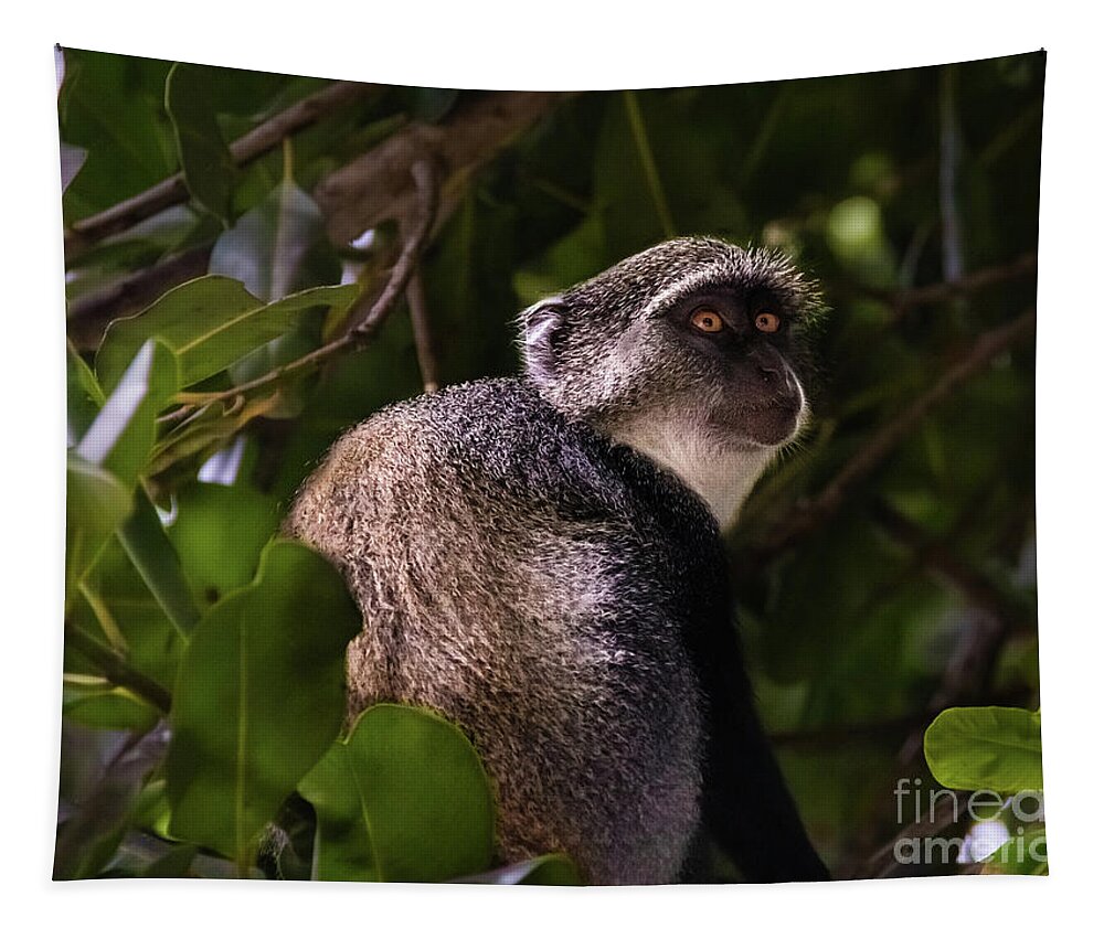 Monkey Tapestry featuring the photograph Blue monkey, Zanzibar by Lyl Dil Creations