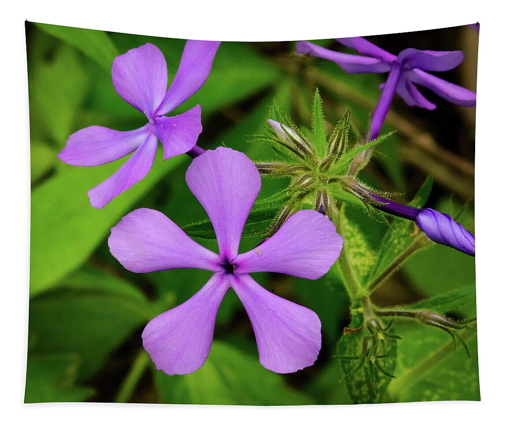 Blue Phlox Tapestry featuring the photograph Blue Phlox by Jeff Phillippi