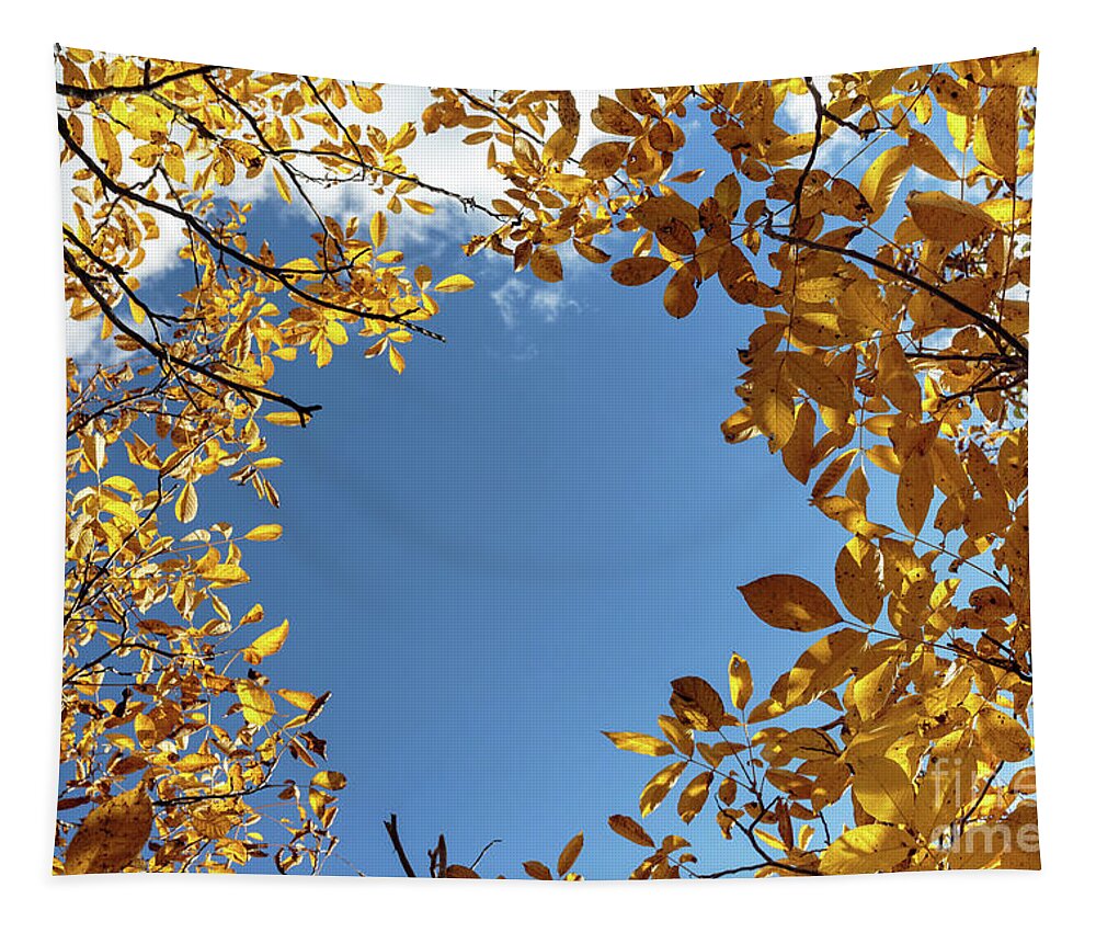 Look Tapestry featuring the photograph Blue sky surrounded by yellow leaves by Ragnar Lothbrok