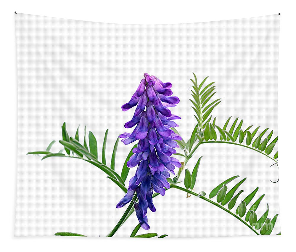 Pea Tapestry featuring the photograph Blue Vetch Vicia species dainty cluster bluish purple wildflowers white background green leaf by Robert C Paulson Jr
