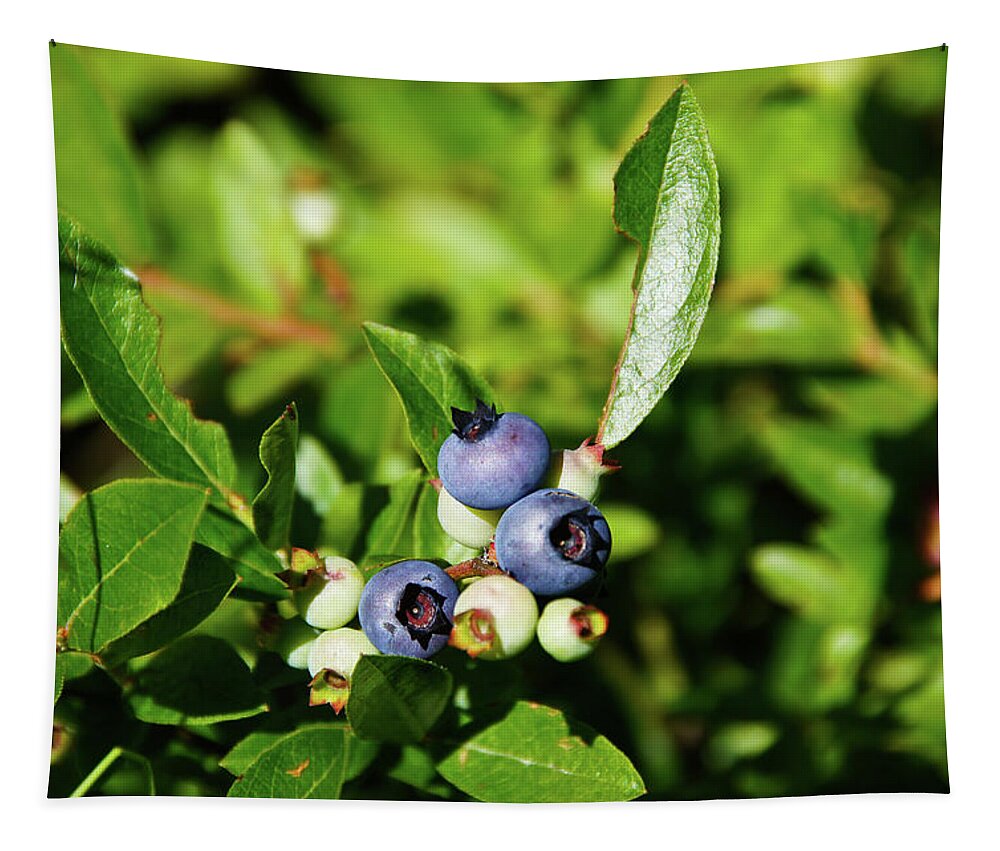 Peaked Mountain Tapestry featuring the photograph Blueberries by Rockybranch Dreams