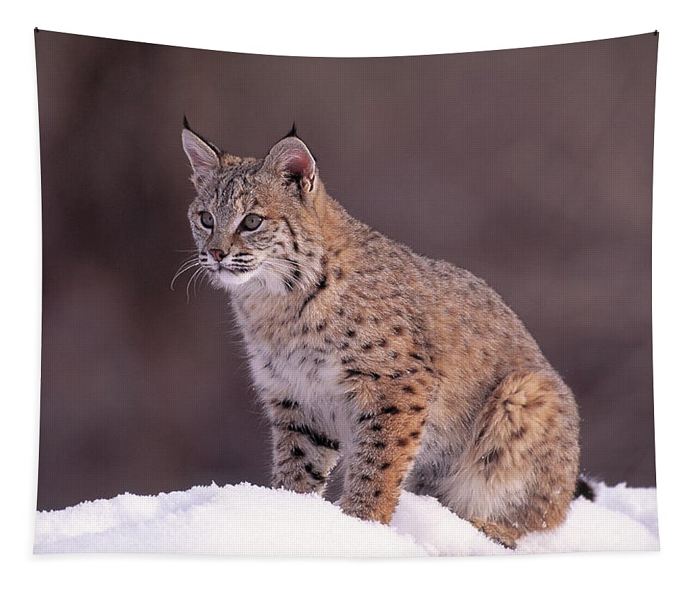 America Tapestry featuring the photograph Bobcat Or Red Lynx Felis Rufus Sitting by Nhpa