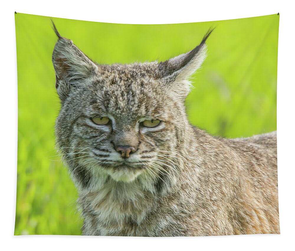Usa Tapestry featuring the photograph Bobcat Stare by Marc Crumpler