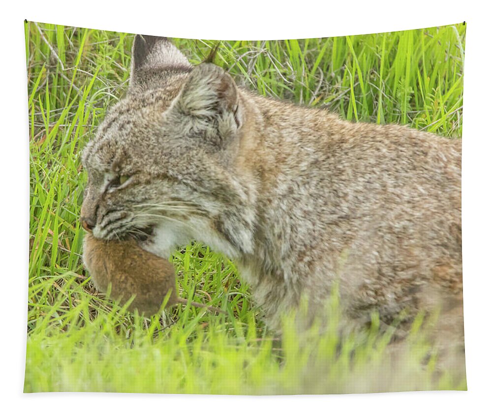Usa Tapestry featuring the photograph Bobcat With a Vole by Marc Crumpler