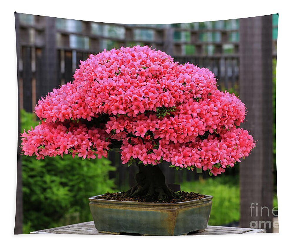 Bonsai Pink Azalea View Tapestry featuring the photograph Bonsai Pink Azalea View by Rachel Cohen