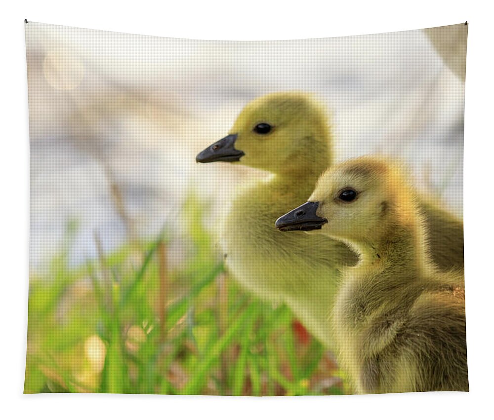 Goslings Tapestry featuring the photograph Boston Goslings by Rob Davies