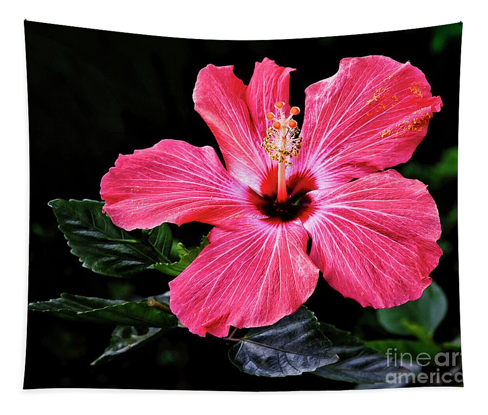 Floral Photography Tapestry featuring the photograph Bright Red Hibiscus by Norman Gabitzsch