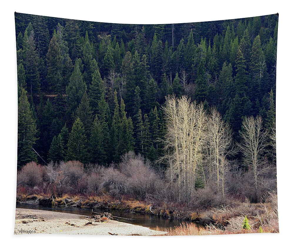 Evergreens Tapestry featuring the photograph Bright trees Without Leaves by Kae Cheatham