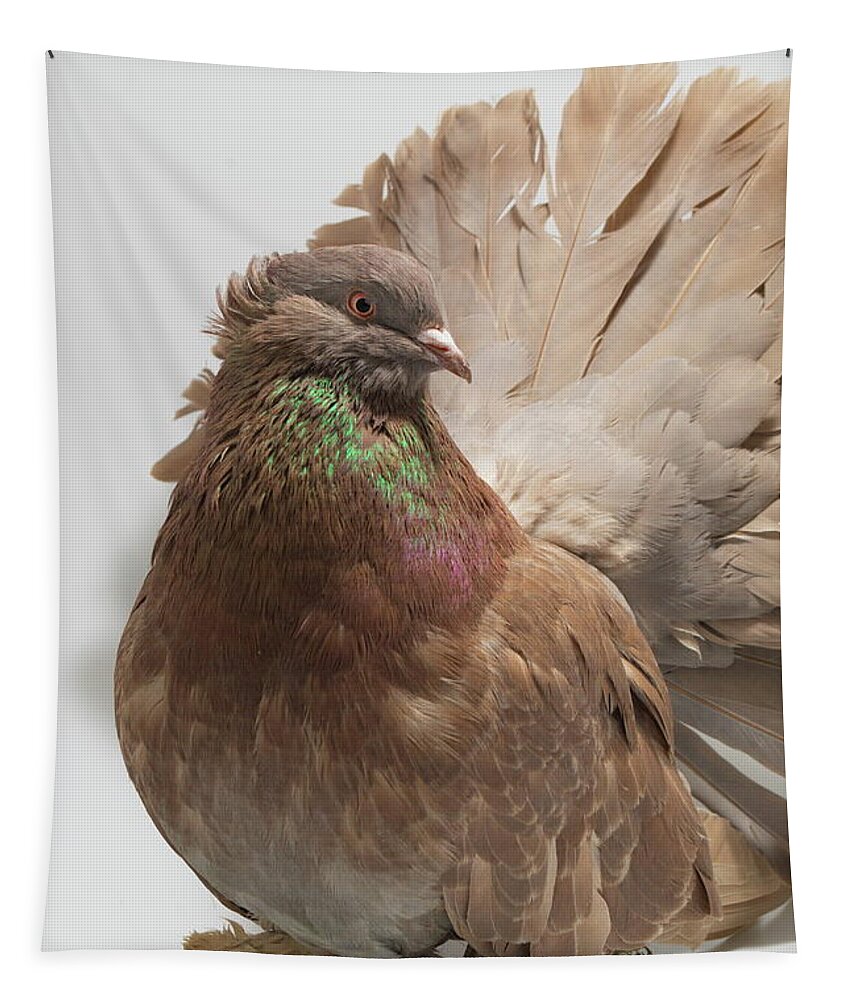 Pigeon Tapestry featuring the photograph Brown Indian Fantail Pigeon by Nathan Abbott